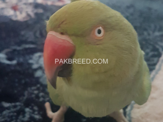 talking-parrot