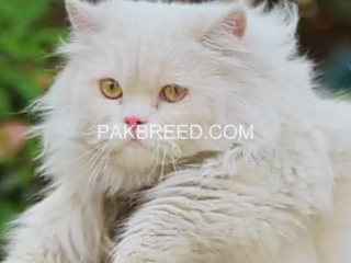 persian-cat