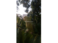 talking-parrot-small-4