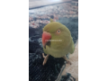 talking-parrot-small-0