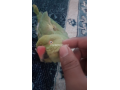 talking-parrot-small-1