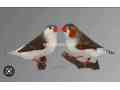 strawberry-finch-penguin-finch-small-1