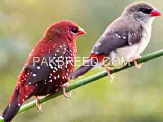 strawberry-finch-penguin-finch