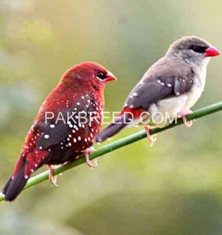 strawberry-finch-penguin-finch-big-0