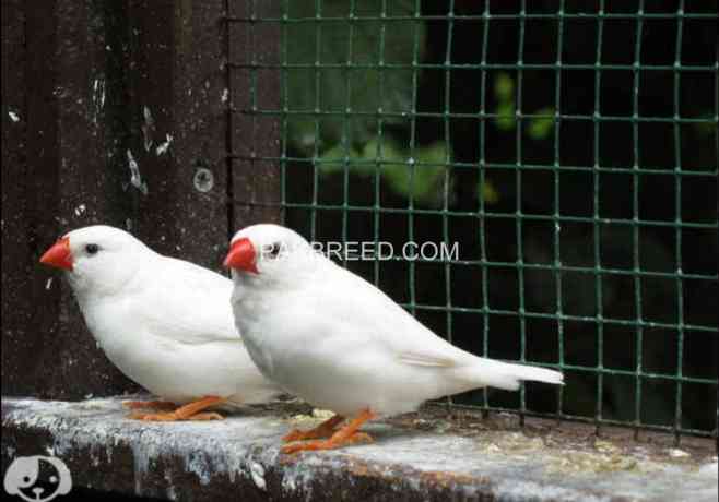 strawberry-finch-penguin-finch-big-2