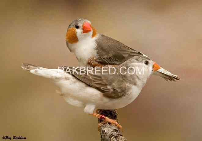 strawberry-finch-penguin-finch-big-4