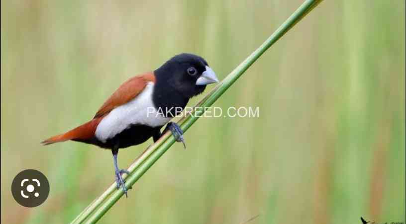 strawberry-finch-penguin-finch-big-3