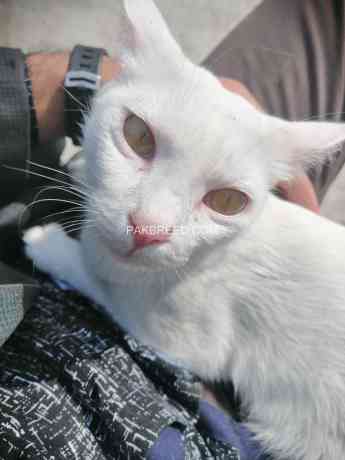 adoption-turkish-angora-cat-and-their-beautiful-train-they-have-white-bright-silky-colour-kittens-are-very-humble-and-active-big-3