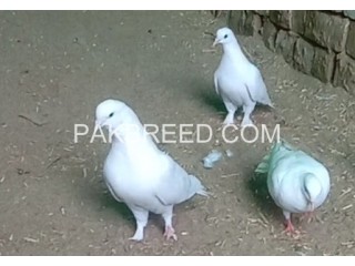 White fence pigeon pair for sale