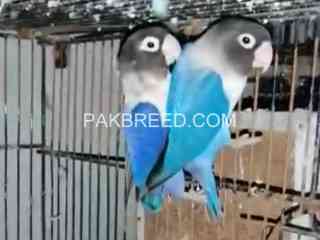 1-breeder-pair-violent-blue-love-bird