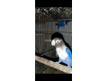 1-breeder-pair-violent-blue-love-bird-small-1