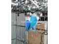 1-breeder-pair-violent-blue-love-bird-small-0