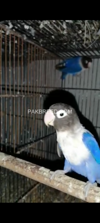 1-breeder-pair-violent-blue-love-bird-big-1