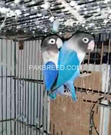 1-breeder-pair-violent-blue-love-bird-big-0