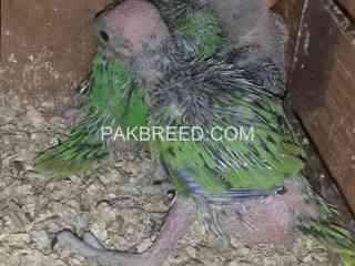 green-ringneck-chicks