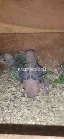 green-ringneck-chicks-big-1