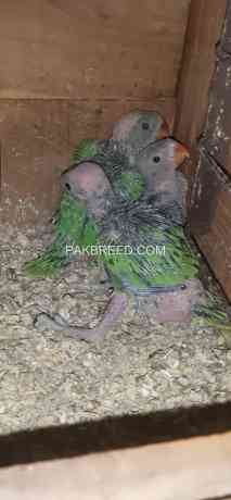 green-ringneck-chicks-big-0