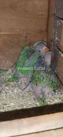 green-ringneck-chicks-big-2