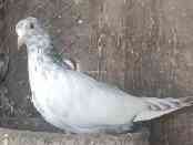 aseel-pigeons-pure-tedi-and-pure-golden