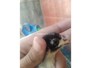 Pure thai breed aseel chicks