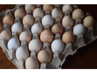 Pure Aseel Eggs