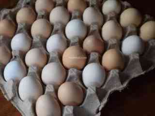 pure-aseel-eggs