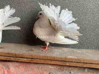 white-english-fantail