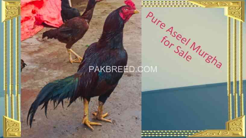 aseel-murgha-for-sale-big-0