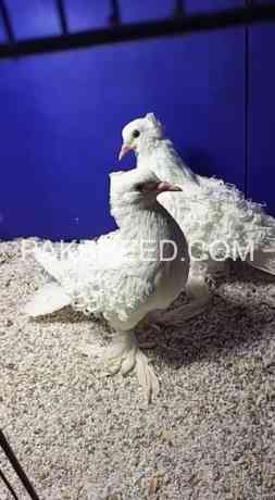 frill-back-chick-jacobin-breeder-pair-with-1-chick-and-danish-breeder-pair-big-1