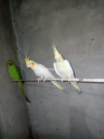 green-ring-neck-chicks-pr-pc-4500-big-4