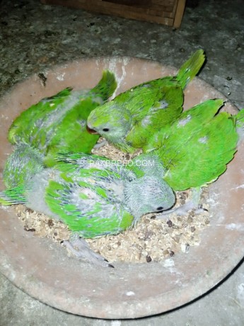green-ring-neck-chicks-pr-pc-4500-big-3