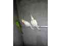 green-ring-neck-chicks-pr-pc-4500-small-4