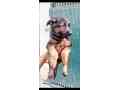 garman-shepherd-puppies-small-1