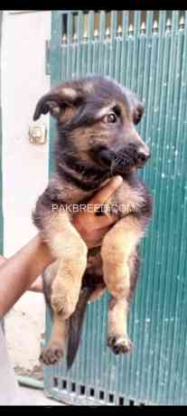 garman-shepherd-puppies-big-1