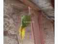 green-ringneck-small-1