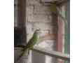 green-ringneck-small-2