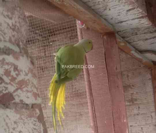 green-ringneck-big-1