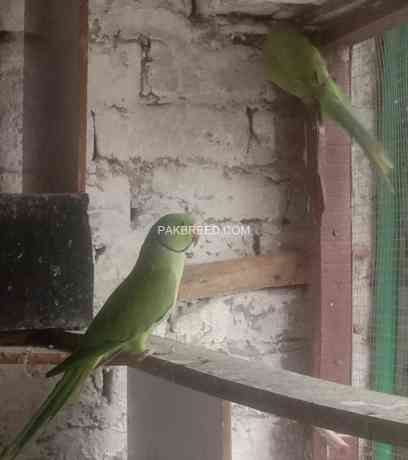 green-ringneck-big-2