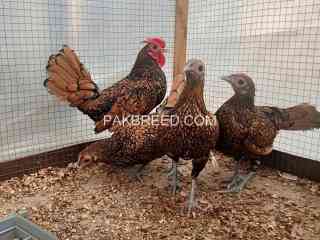 golden-sebright-breeders