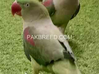 raw-kashmiri-talking-parrot-pair