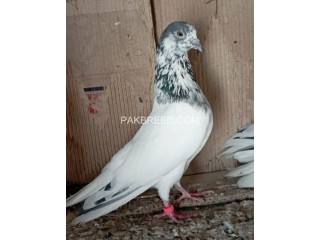 All Types Of Pigeon