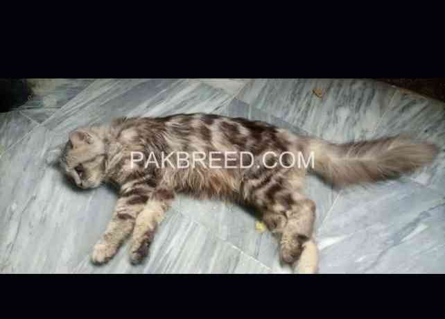 female-cat-for-sale-big-3