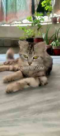 female-cat-for-sale-big-4