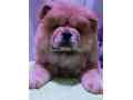 chow-chow-puppy-small-0