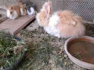 rabbits-taddy-bear-dawrf-bunnies-for-sale-available-in-quetta