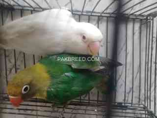 love-birds-for-sale