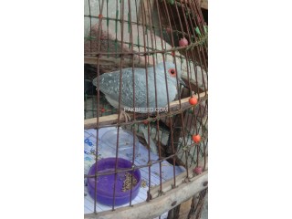 Dove bird for sell