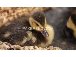 Ducks chicks pair hai price 700 hai final