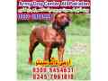 khoji-dog-in-mandi-bahauddin-small-0