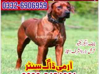 khoji-dog-in-mandi-bahauddin